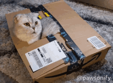 Pawsonify Shimi GIF - Pawsonify Shimi Funny Cat GIFs