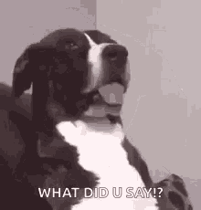 Dog What GIF - Dog What What Did You Say GIFs