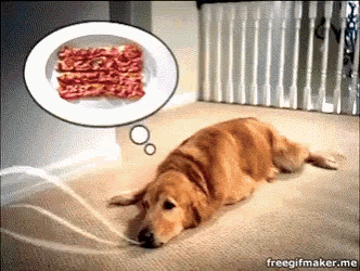 Its Bacon Begging GIF - Its Bacon Begging Strips - Discover & Share GIFs