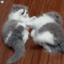 Cat Fighting GIF - Cat Fighting GIFs