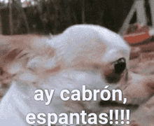 Perro Chihuahua GIF - Perro Chihuahua Dog GIFs