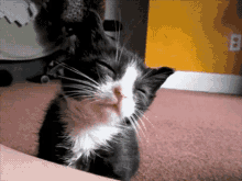 I'M So Sleepy! GIF - Nationalcatday Cats Kittens GIFs