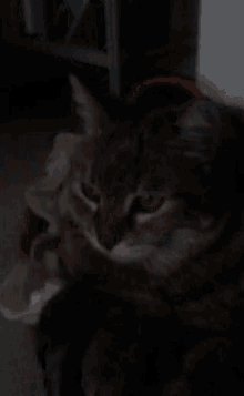 Cat Chillin GIF - Cat Chillin Lazy GIFs