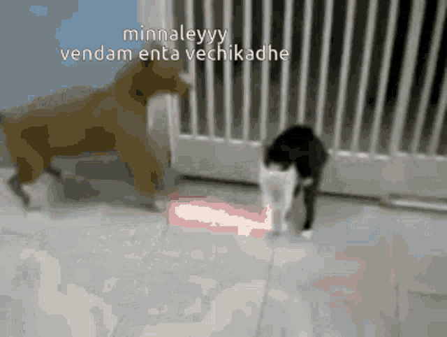 Cat Cat Attack GIF - Cat Cat Attack GIFs