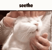 Seethe Cope GIF - Seethe Cope Cat GIFs