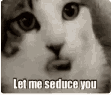 Cat Let Me Seduce You GIF - Cat Let Me Seduce You GIFs