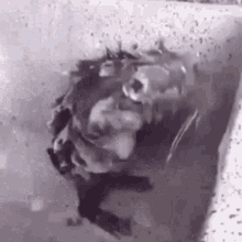 Rat Taking A Shower Shower Time GIF - Rat Taking A Shower Shower Time Uwu GIFs