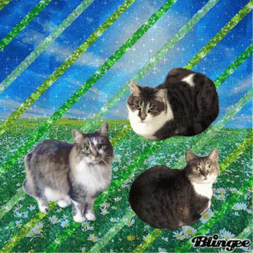 Cat Blingee GIF - Cat Blingee Nature - Discover & Share GIFs
