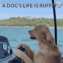 A Dogs Life A Dogs Life Is Ruff GIF - A Dogs Life A Dogs Life Is Ruff Relax GIFs