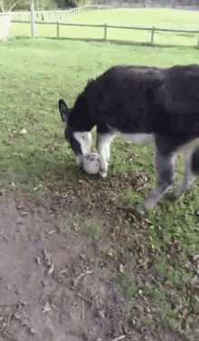 football donkey