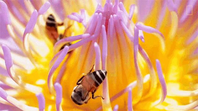 Flower Feeding National Honey Bee Day GIF - Flower Feeding National Honey  Bee Day How Do Honeybees Get Their Jobs - Discover & Share GIFs