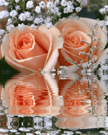 Peach Rose Water GIF - Peach Rose Water GIFs