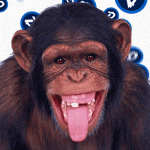 monkey presentation gif