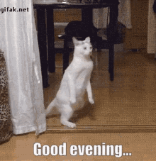 Funny Good Evening Images Gifs Tenor