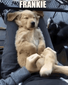 playful doggo
