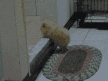 jaehyunsena senapuppy puppysena tiny fluffy dog tiny fluffy puppy