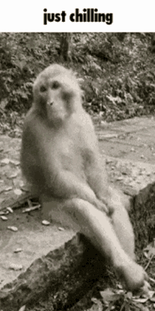 Monkey Chimp GIF - Monkey Chimp Wyd GIFs
