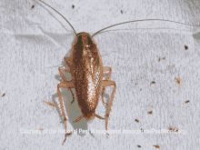 Bedbug Extermination Athens Oh Commercial Pest Control Services Athens GIF - Bedbug Extermination Athens Oh Commercial Pest Control Services Athens Oh GIFs