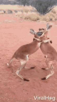fighting kick kangaroo argue viralhog