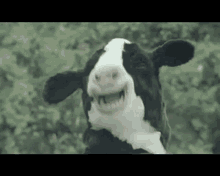 cows boo