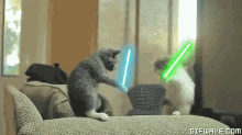 Cats Fight GIF - Cats Fight Light Saber GIFs
