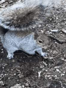 squirrel crazy