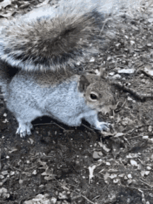 squirrel crazy squirrel crazy