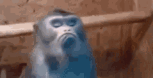 singe monkey