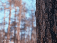 Peek Hide GIF - Peek Hide Tree GIFs