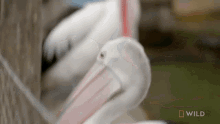 pelican the