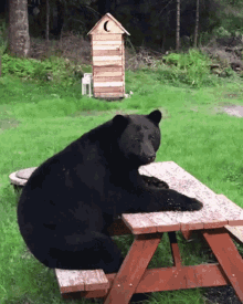 Bear Sitting Down GIF - Bear Sitting Down Park Bench GIFs