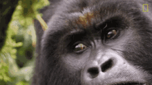 what close gorilla encounter explorer gorilla angry