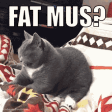 Fat Mus Mussi GIF - Fat Mus Mus Mussi GIFs