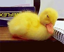 Duck Sleeping GIF - Duck Sleeping Sleep GIFs