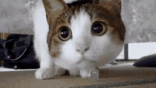 Gato Mirando GIF - Gato Mirando Where GIFs