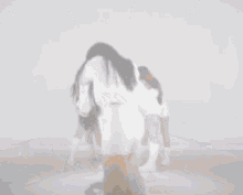 coco mademoiselle choomseory dance white outfit coco mademoiselle choomseory dance white outfit