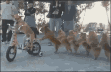 dog conga line dance bike bicycle
