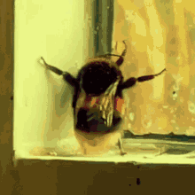 Bee Wiggle Wiggle Meme GIF - Bee Wiggle Wiggle Meme Wigglw Wiggle Bee GIFs