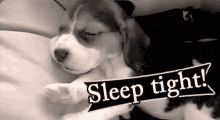 Cant Sleep Sleep Tight GIF - Cant Sleep Sleep Tight Dog GIFs