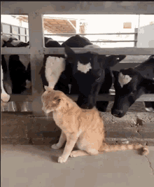 Cow Cat GIF - Cow Cat Lick GIFs