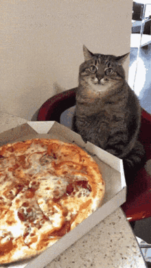 Funny Cat Gif Cat And Pizza Gif GIF - Funny Cat Gif Cat And Pizza Gif Gato Y Pizza Gif GIFs