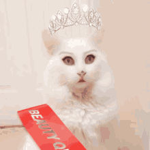 cat white cat snapcat chat beauty queen cat cat white cat snapcat chat beauty queen cat