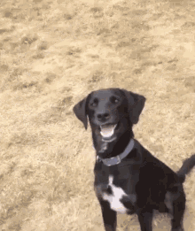 Confused Dog GIF - Confused Dog Confused Dog GIFs