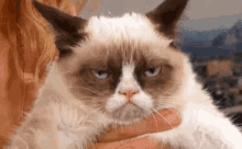 Grumpy Cat Is Grumpy GIF - Grumpy Cat Grumpy Cat GIFs