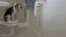 Toilet Paper Naughty Dog GIF - Toilet Paper Naughty Dog Cute GIFs