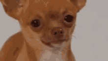 Sad Dog GIF - Sad Dog Chihuahua GIFs