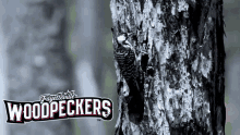 fayetteville woodpeckers fayetteville woodpeckers astros minor league baseball