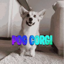 Pog Corgi GIF - Pog Corgi Brenfam GIFs