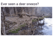 How Deer Sneeze Lol GIF - How Deer Sneeze Lol Ever See A Deer Sneeze GIFs