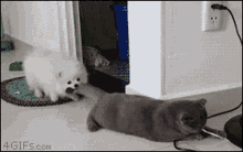 Cats Dogs GIF - Cats Dogs Lunchtime GIFs
